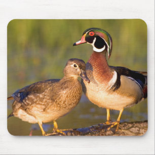 Wood Ducks and female on log in wetland Mouse Mat