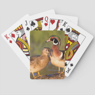 Wood Ducks and female on log in wetland Playing Cards