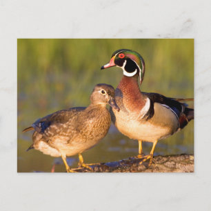 Wood Ducks and female on log in wetland Postcard