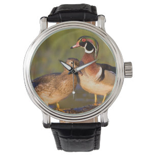Wood Ducks and female on log in wetland Watch