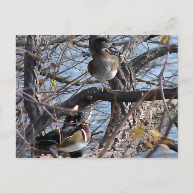 Wood Ducks in a Tree Postcard (Front)