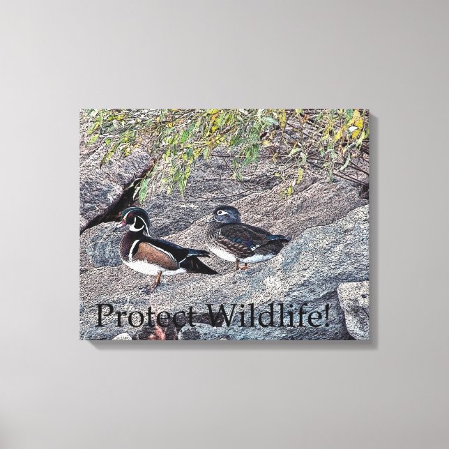 Wood Ducks Protect Wildlife Canvas Print (Front)