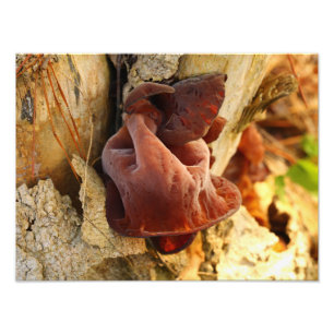 Wood Ear Mushroom Photo Print