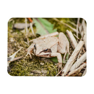 Wood Frog Nature Woodland Animals Magnet