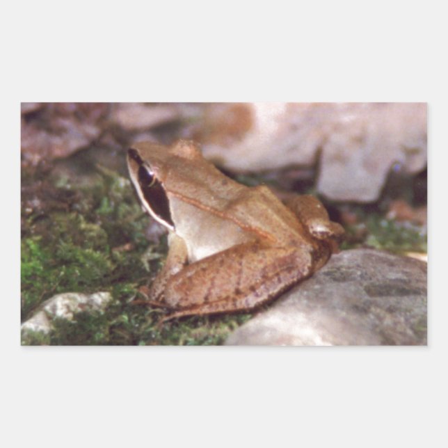 Wood Frog Rectangular Sticker (Front)