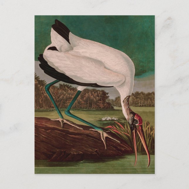 Wood Ibis Birds of America Audubon Print Holiday Postcard (Front)