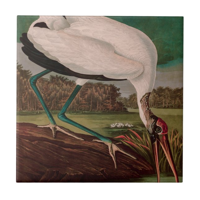 Wood Ibis Birds of America Audubon Print Tile (Front)