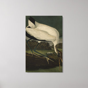 Wood Ibiss (Ibis, Stork): Audubon Birds of America Canvas Print
