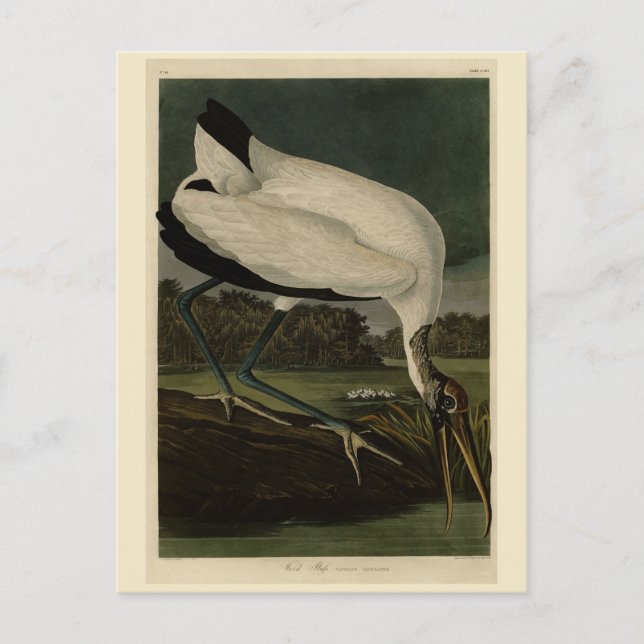 Wood Ibiss (Ibis, Stork): Audubon Birds of America Postcard (Front)