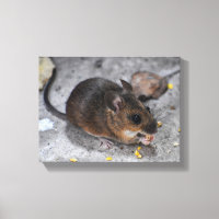 Wood Mouse