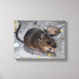 Wood Mouse Canvas Print