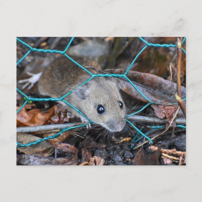Wood Mouse  Postcard (Front)