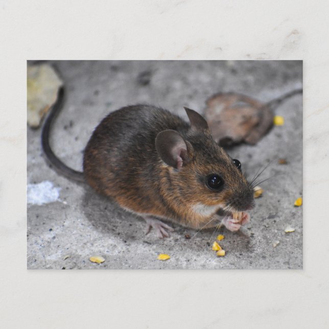 Wood Mouse  Postcard (Front)