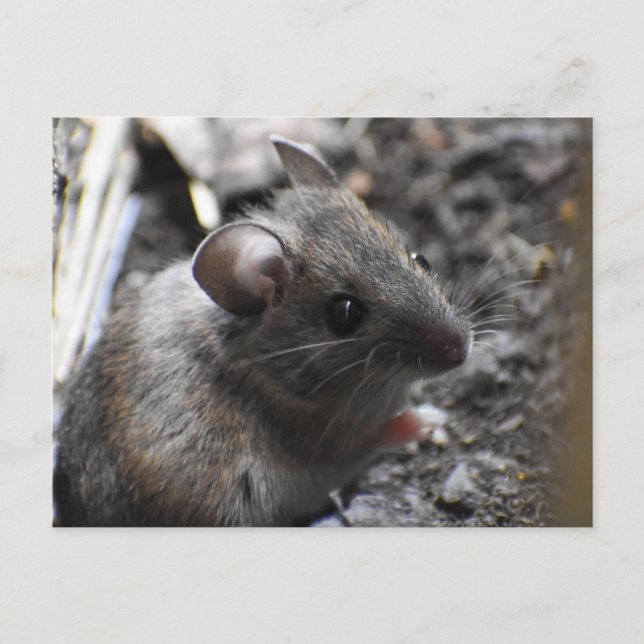 Wood Mouse  Postcard (Front)