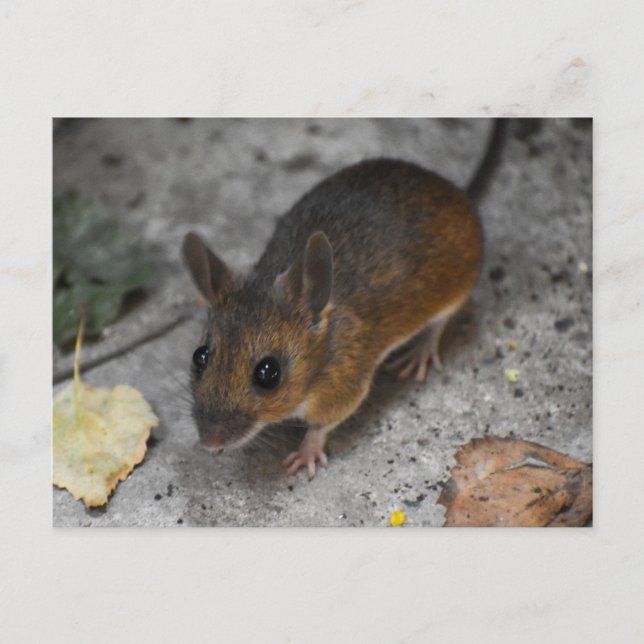 Wood Mouse  Postcard (Front)
