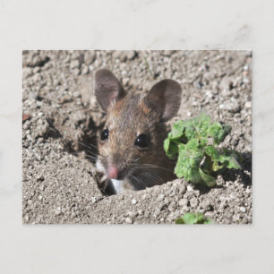 Wood mouse postcard
