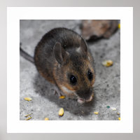 Wood Mouse 