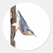Wood Nuthatch Bird (Sitta Europaea) Sticker