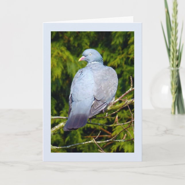 Wood pigeon Birthday card (Front)
