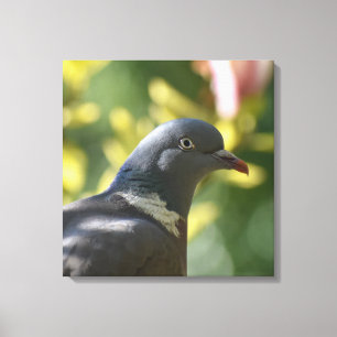 Wood Pigeon  Canvas Print