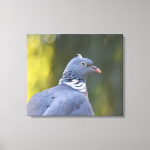 Wood Pigeon  Canvas Print