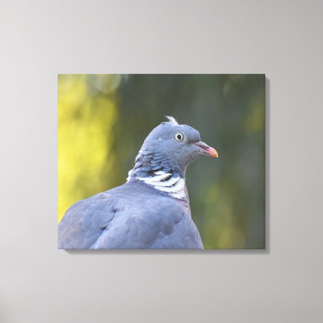 Wood Pigeon  Canvas Print (Front)
