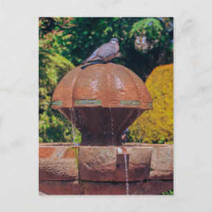 Wood Pigeon Fountain Vintage Photography Postcard
