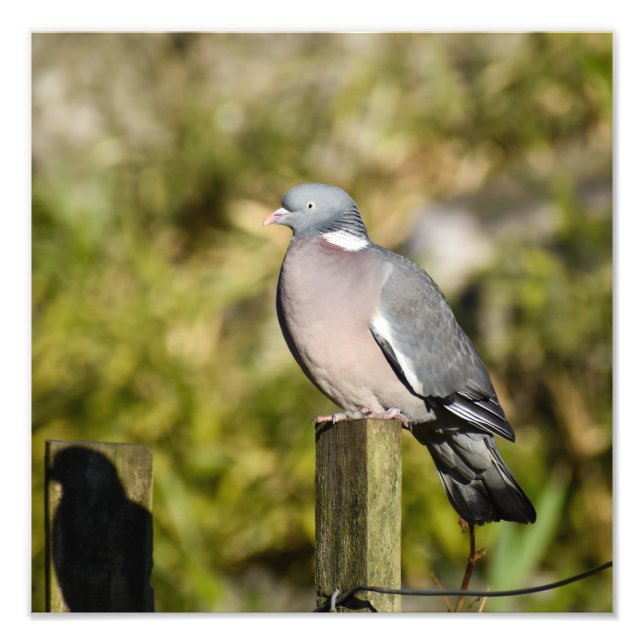 Wood Pigeon  Photo Print (Front)