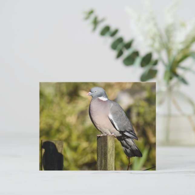 Wood Pigeon  Postcard (Standing Front)
