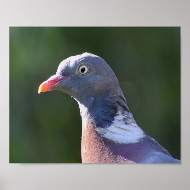 Wood Pigeon  Poster (Front)