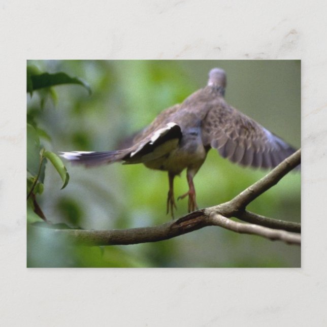 Wood pigeon taking off postcard (Front)