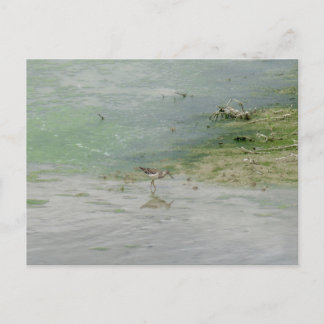 Wood sandpiper (Tringa glareola) in natural habita Postcard