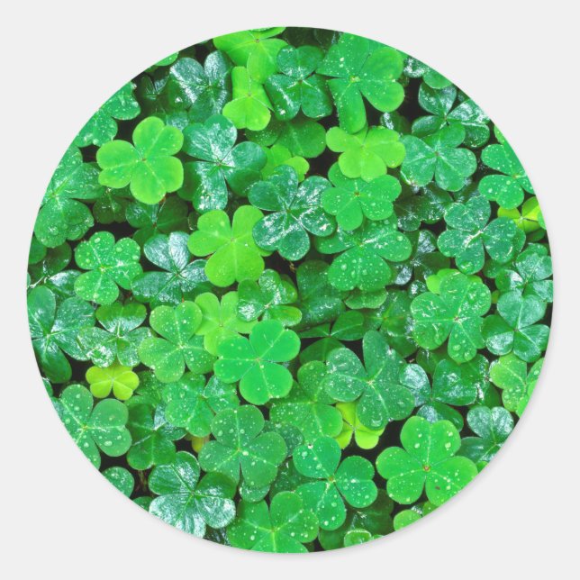 Wood Sorrel In Spring Classic Round Sticker (Front)