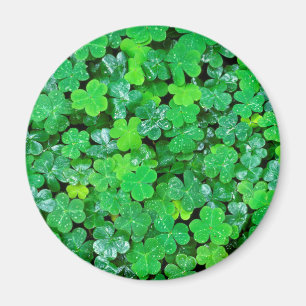 Wood Sorrel In Spring Magnet