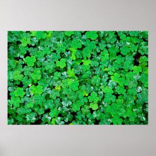 Wood Sorrel In Spring Poster