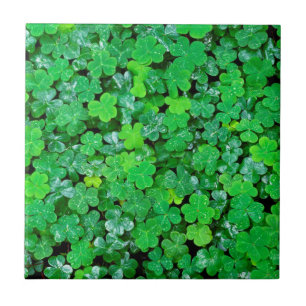 Wood Sorrel In Spring Tile