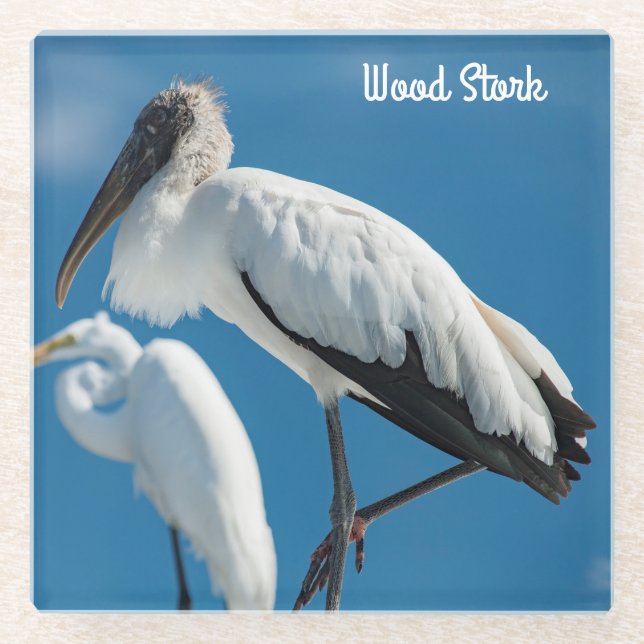 Wood Stork Glass Coaster (Front)