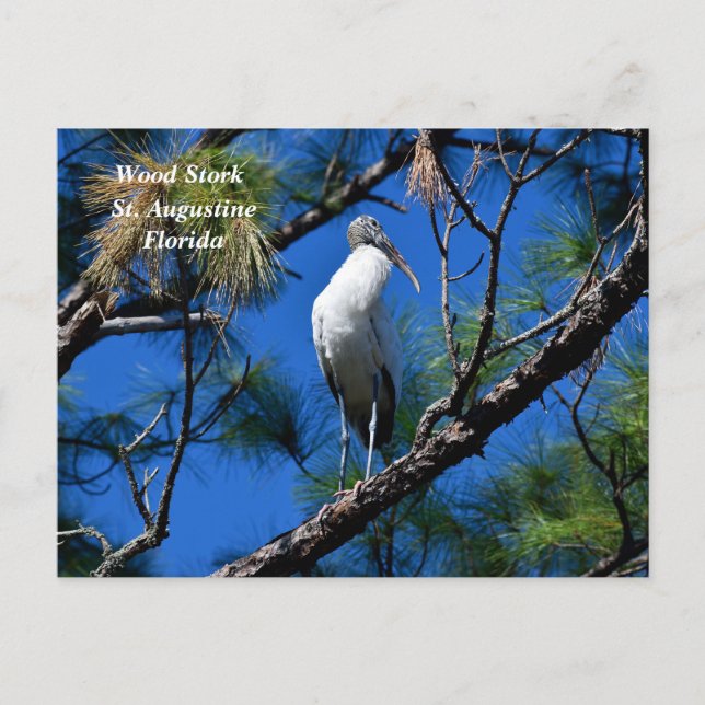 Wood stork in the wild St. Augustine, Florida Holiday Postcard (Front)