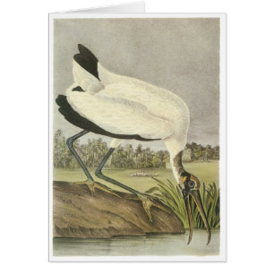 Wood Stork, John Audubon