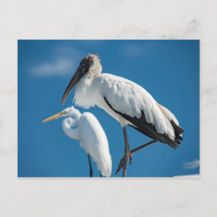 Wood Stork Postcard