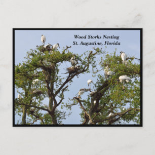 Wood Storks nesting Holiday Postcard