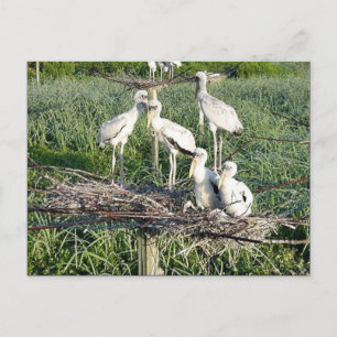 Wood storks on nest postcard