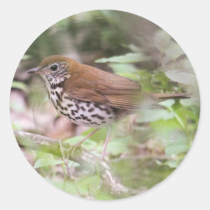 Wood Thrush Classic Round Sticker