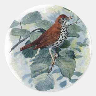 Wood Thrush on a Twig Classic Round Sticker