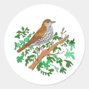 Wood Thrush Songbird, a brown bird with speckles Classic Round Sticker