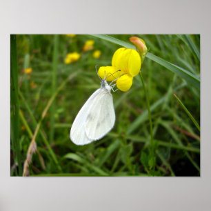 Wood White Butterfly Poster