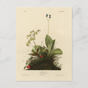 Wood Wren (House Wren), Audubon's Birds of America Postcard