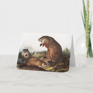 Woodchuck (Arctomys monax) Illustration Card