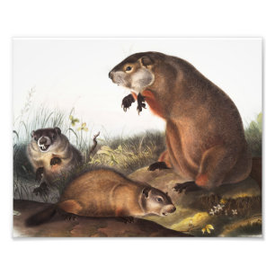 Woodchuck (Arctomys monax) Illustration Photo Print
