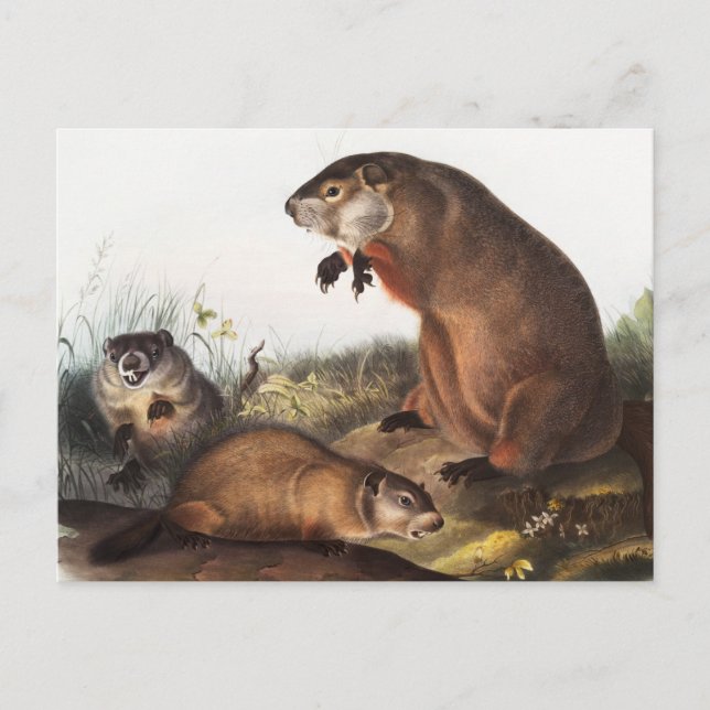 Woodchuck (Arctomys monax) Illustration Postcard (Front)